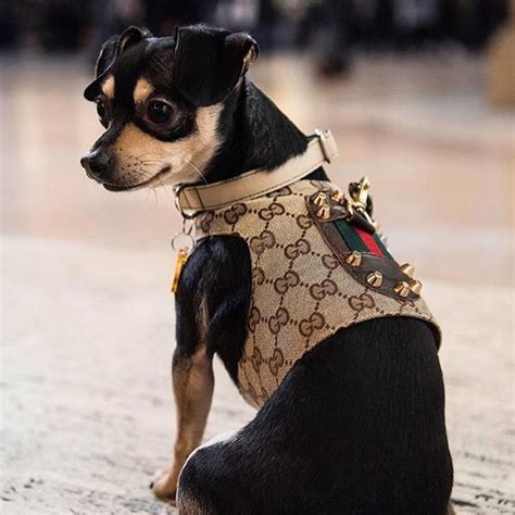 gucci inspired dog harness.